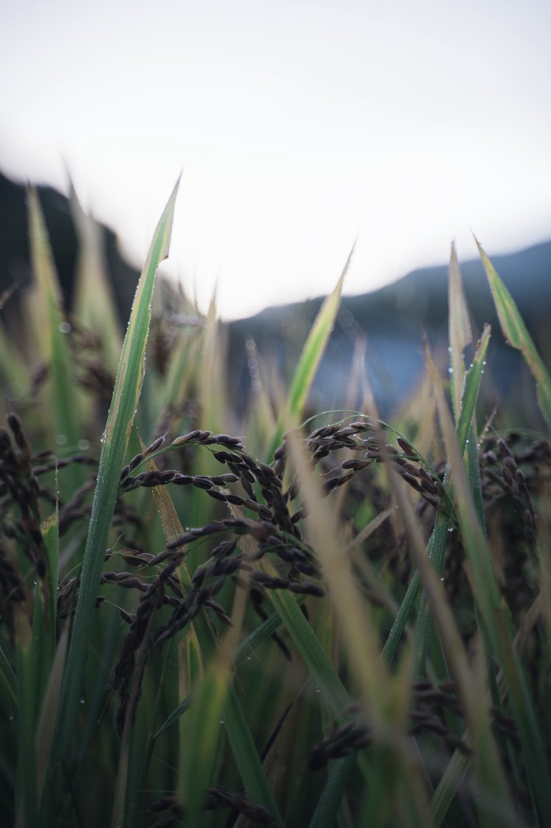 発酵の原料となる京都産の古代米、黒米