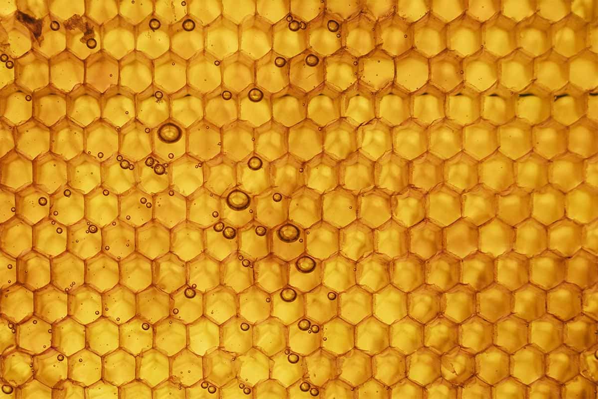 ハニカムの中にはこのように、蜜がぎっしり。