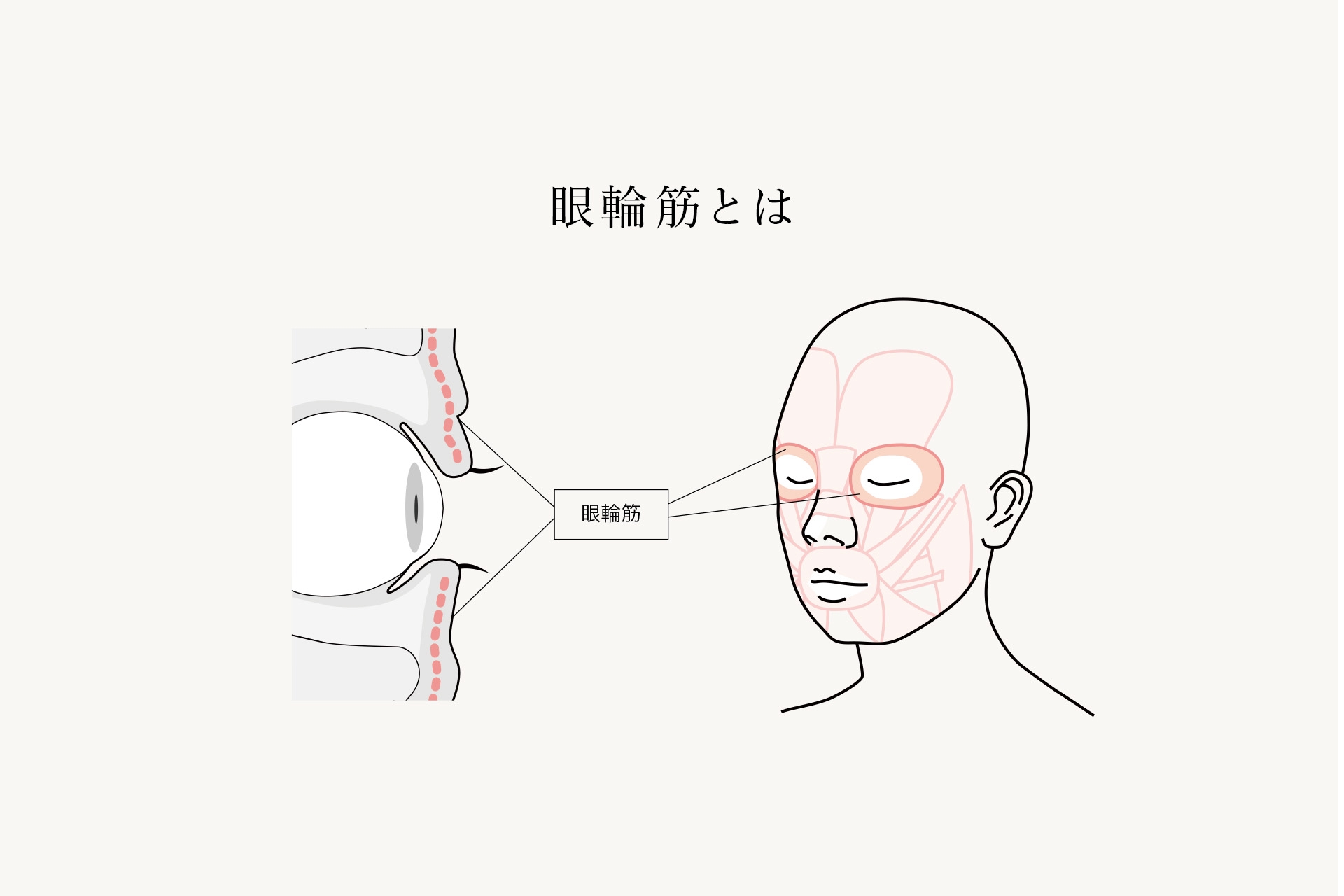 眼輪筋