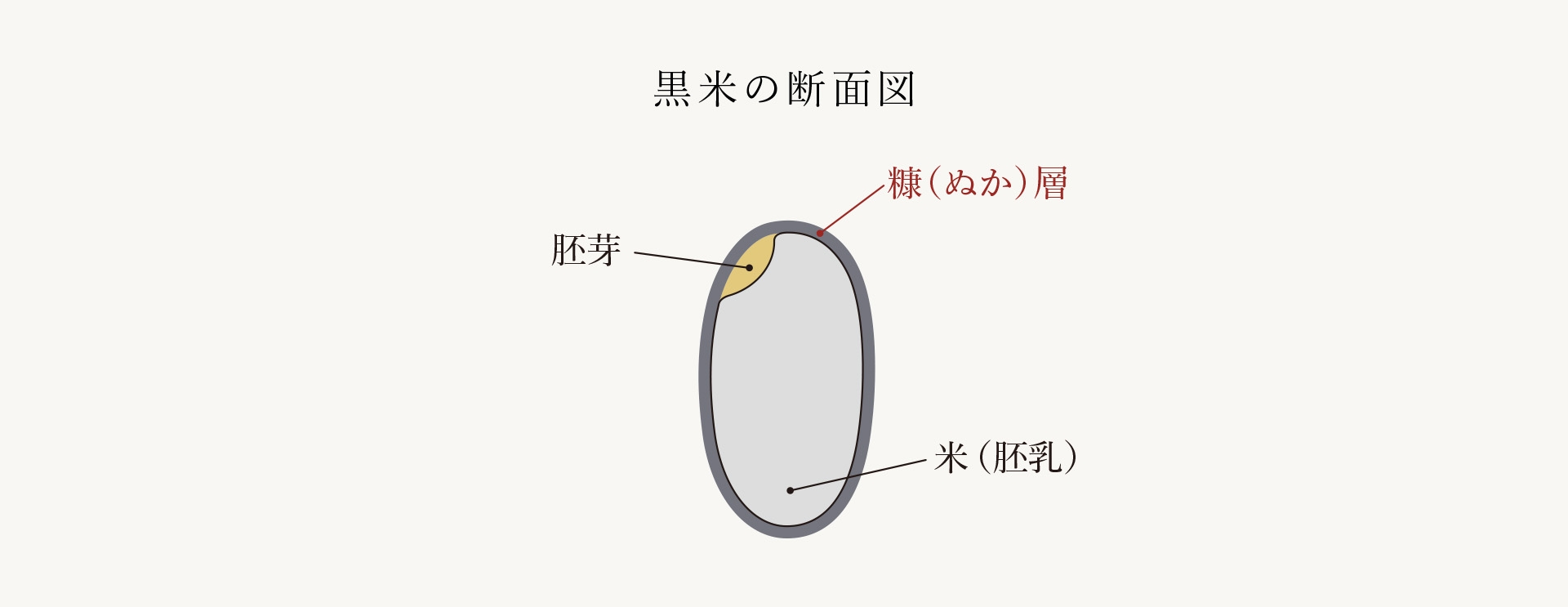 黒米の断面図