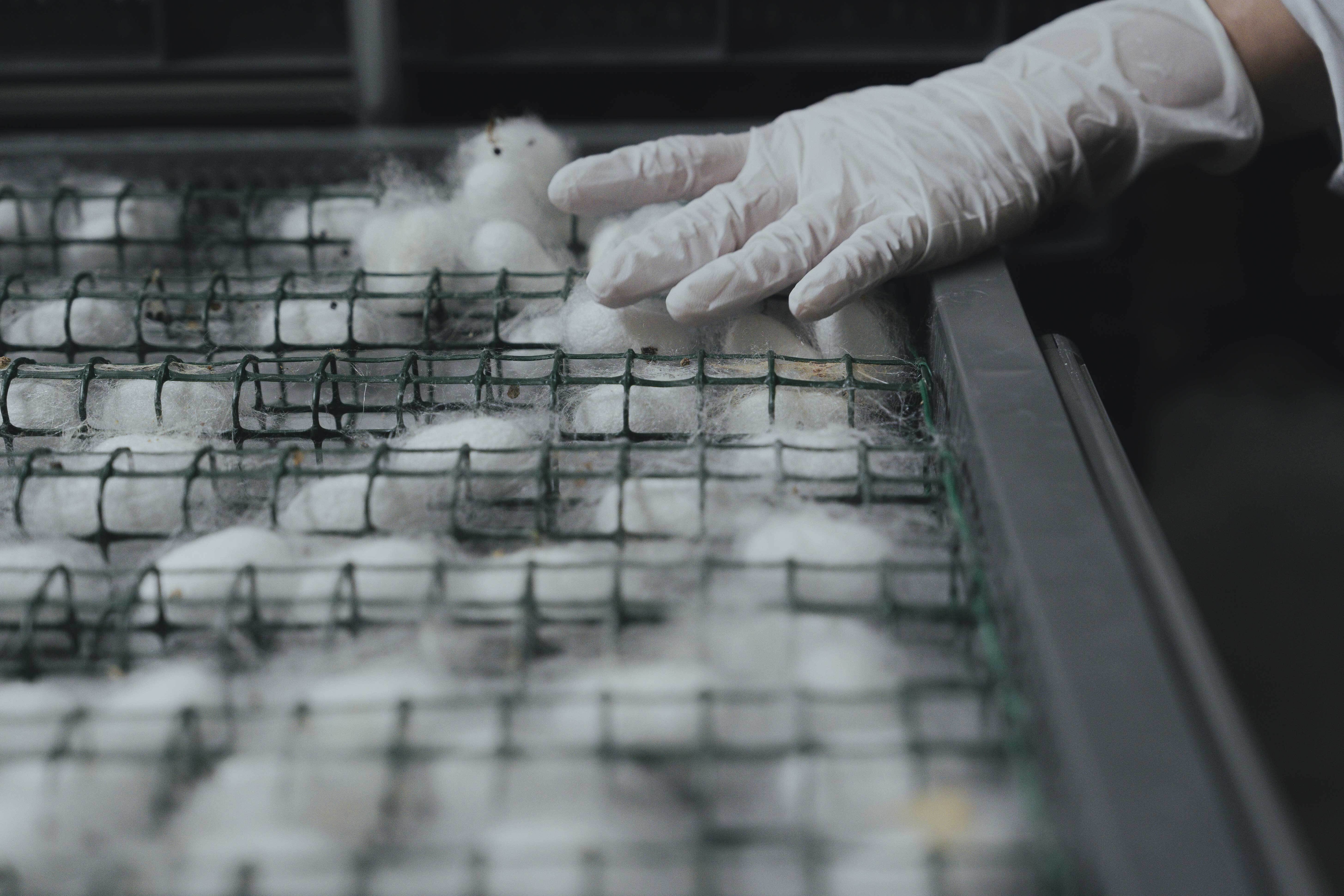 国産繭との出会い