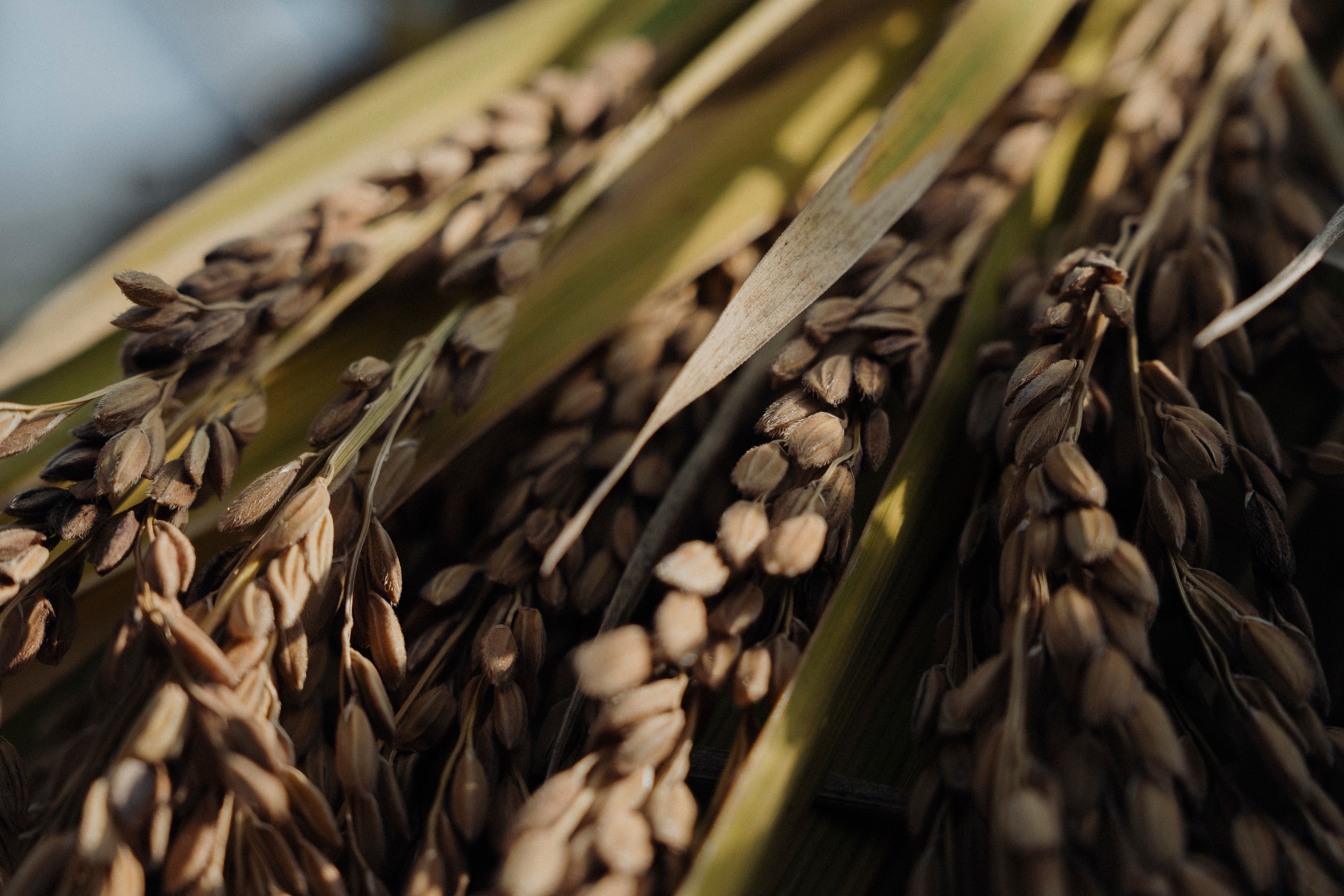 自然が育む黒米の収穫