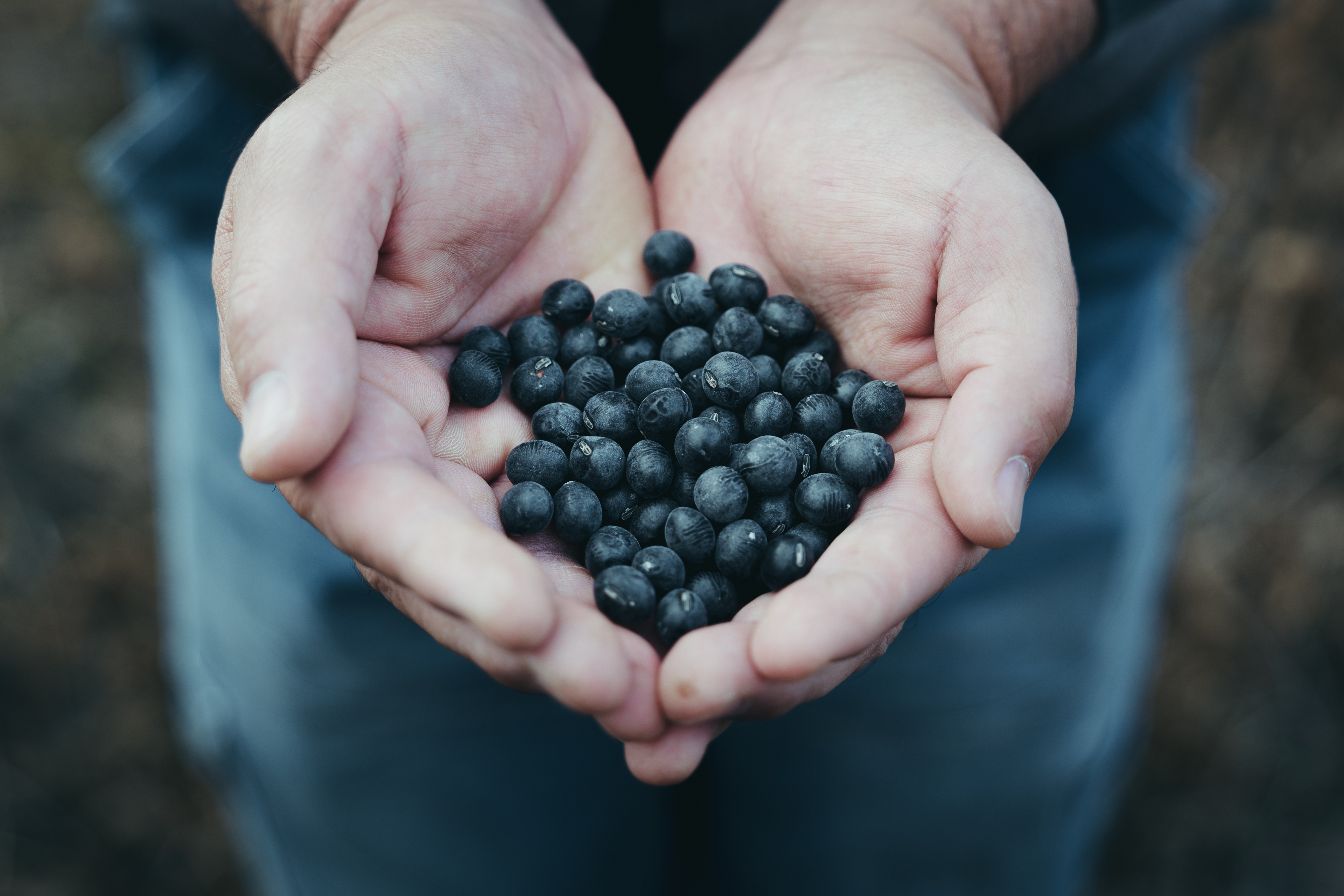 黒大豆は"苦労豆" 京丹波産の黒大豆