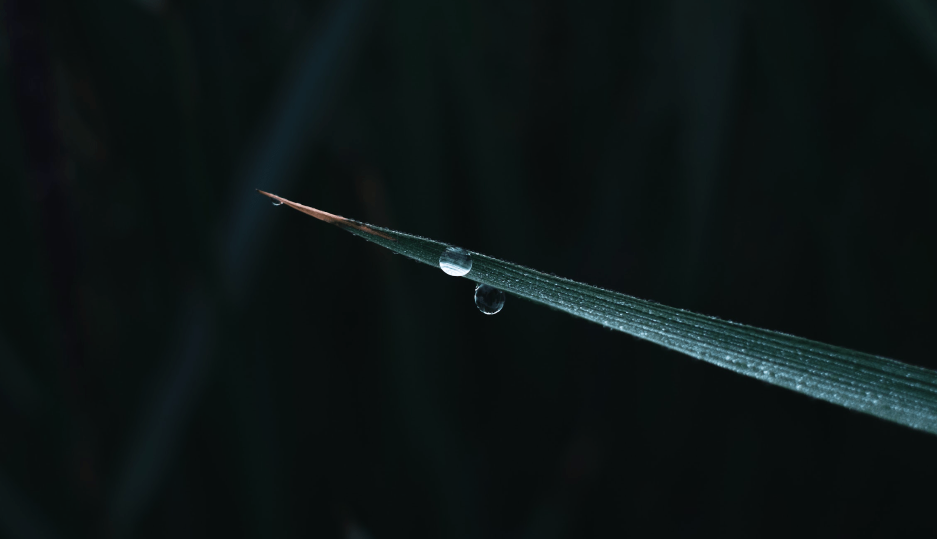 海の京都の古代米