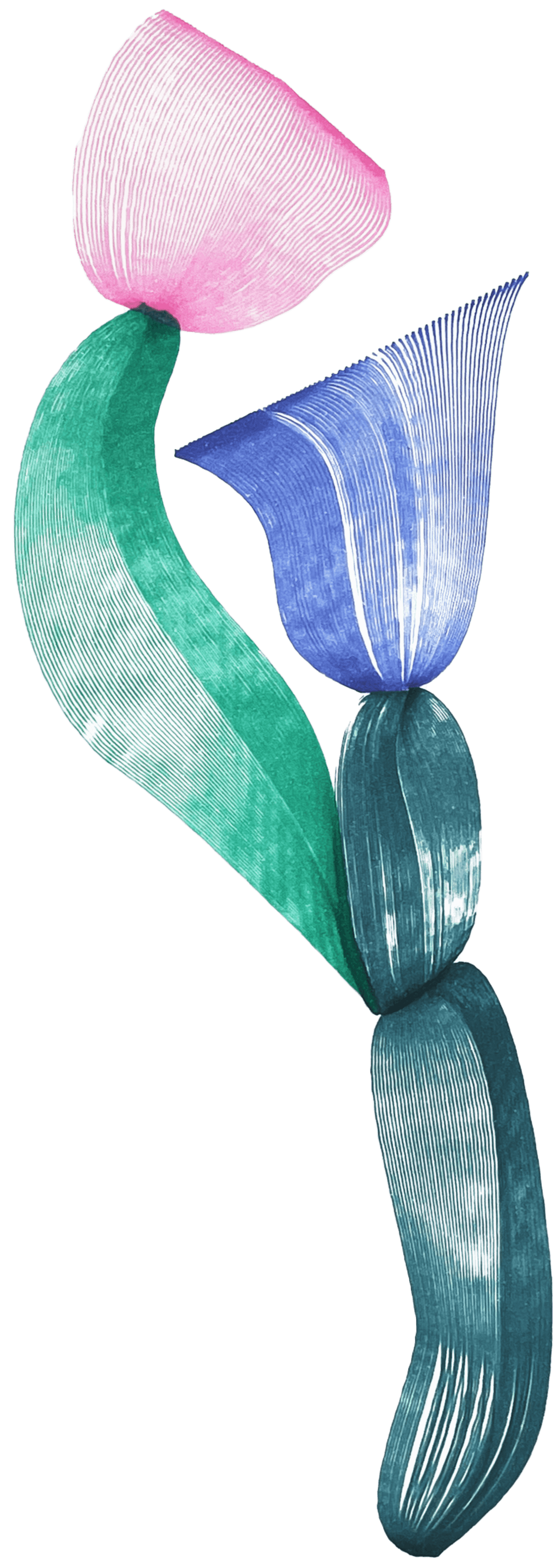 Illustration of a flower