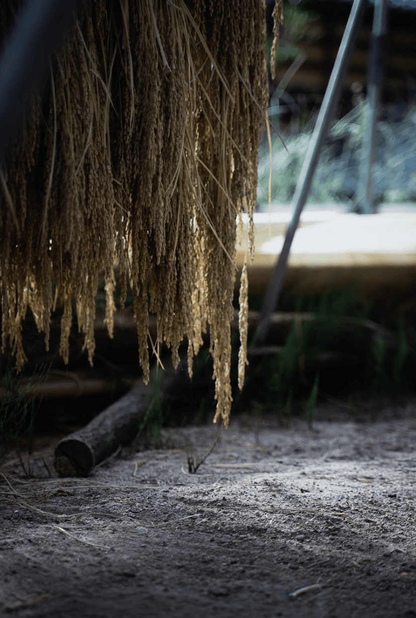 発酵と科学で過去に光をあてると見えるもの