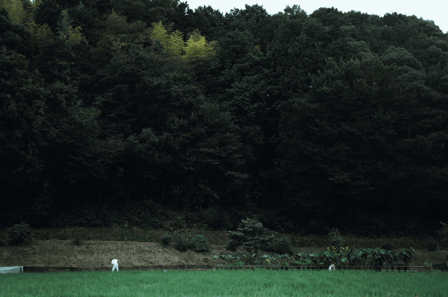 1300年ぶりに始まる歴史が木簡の地で