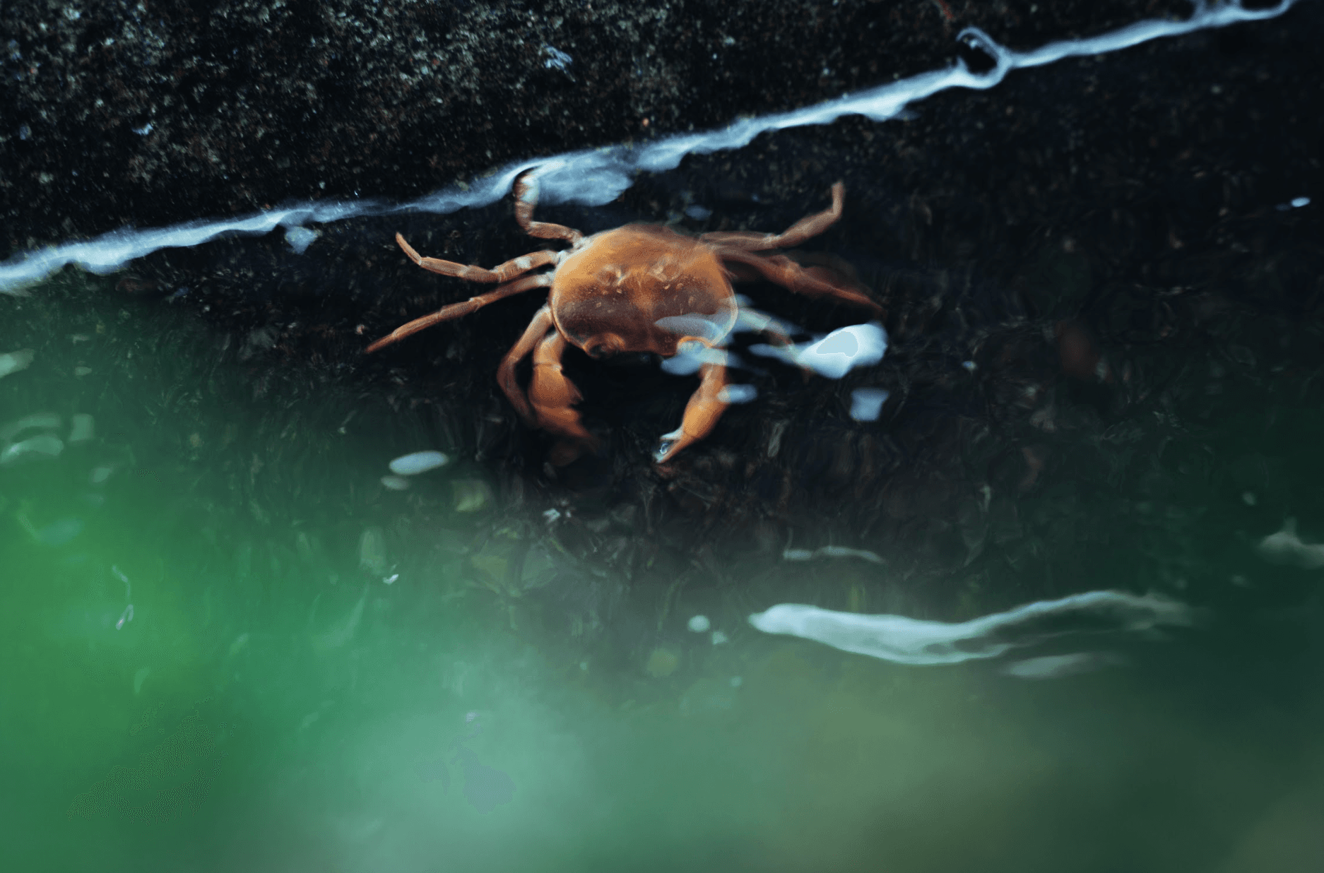 極寒の京の冬を超える黒い殻