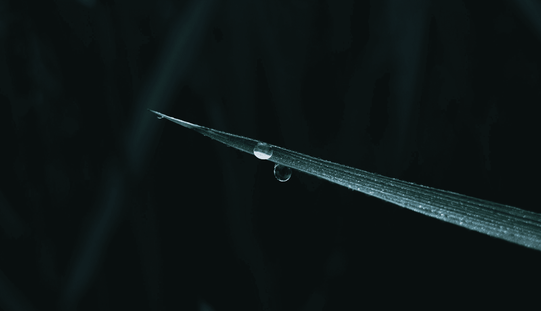 海の京都の古代米