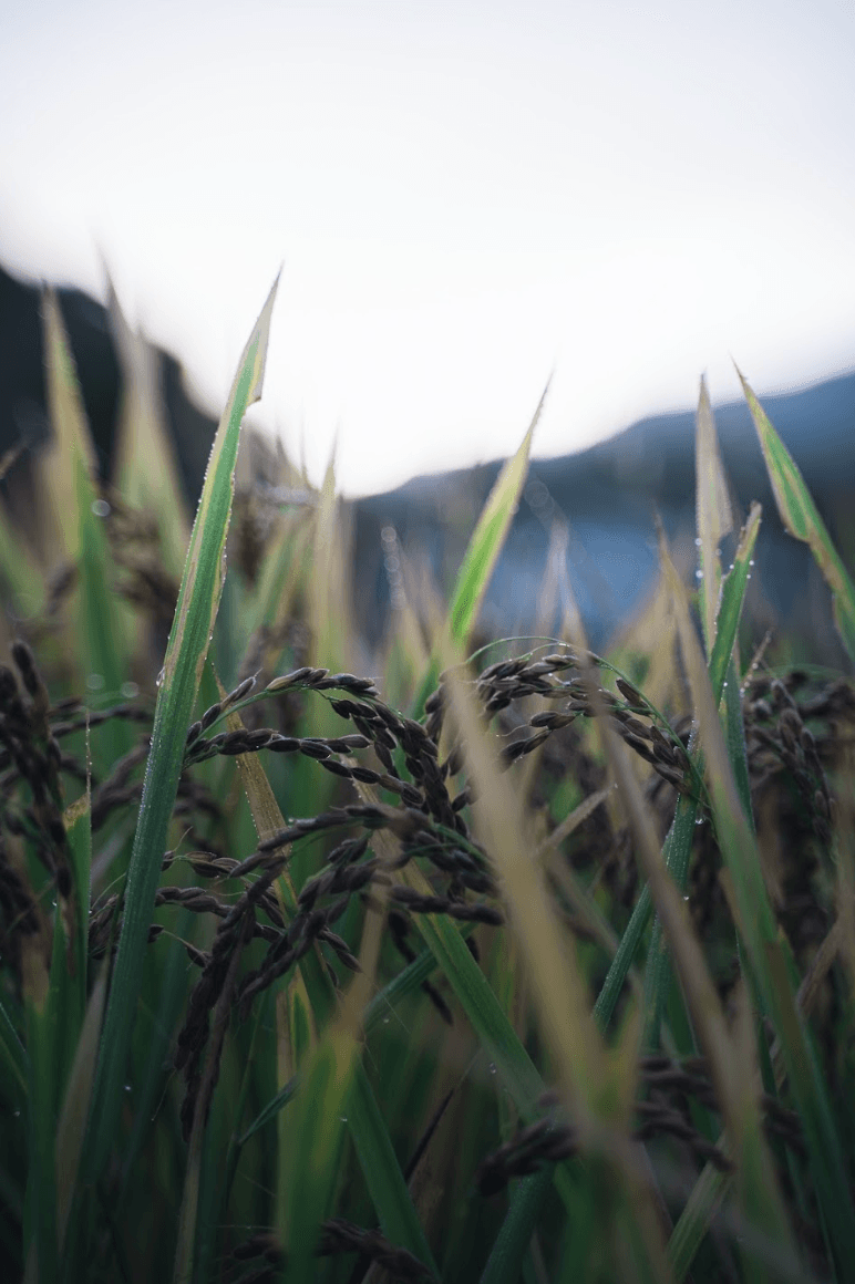 発酵の原料となる京都産の古代米、黒米