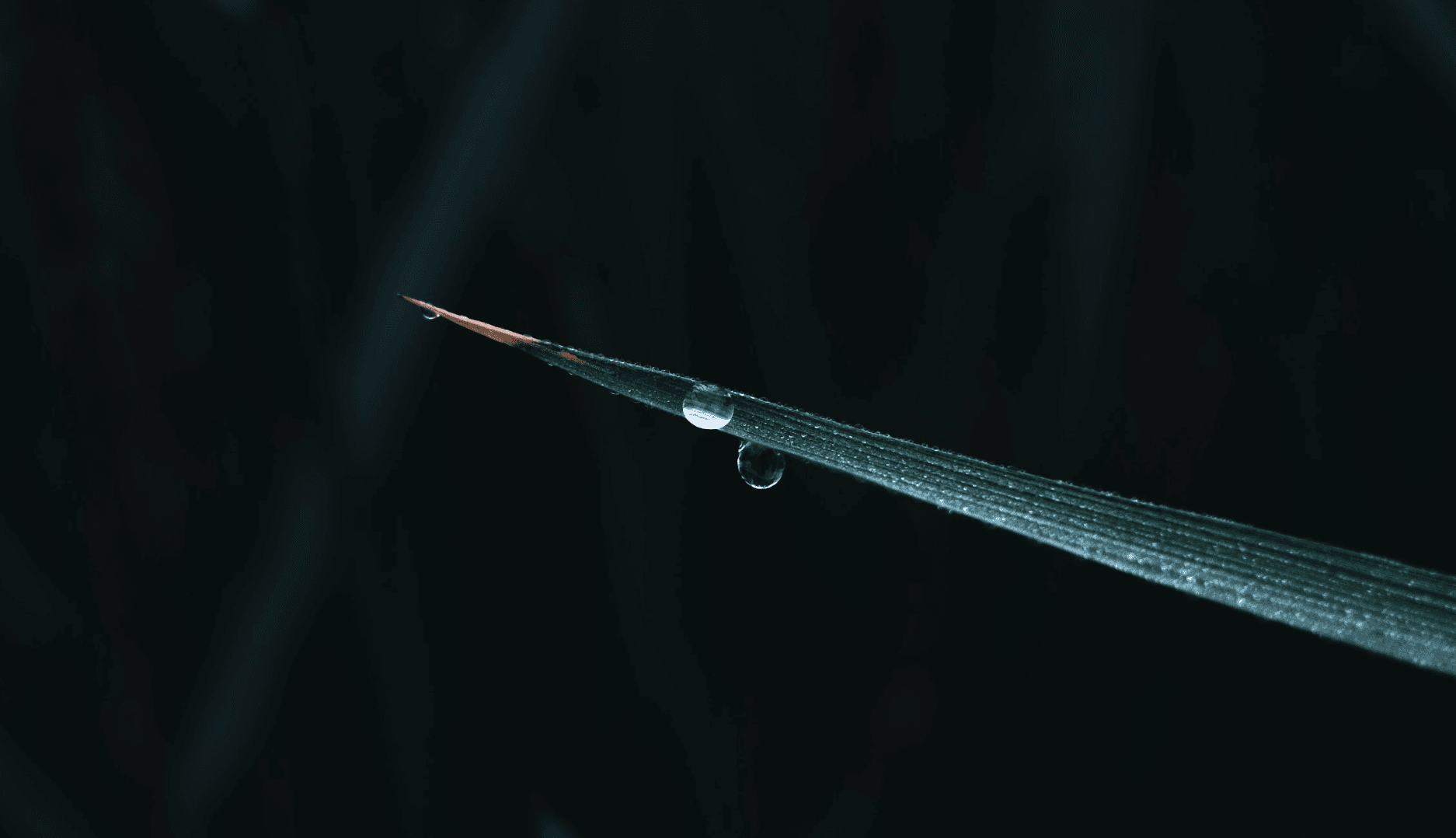 海の京都の古代米