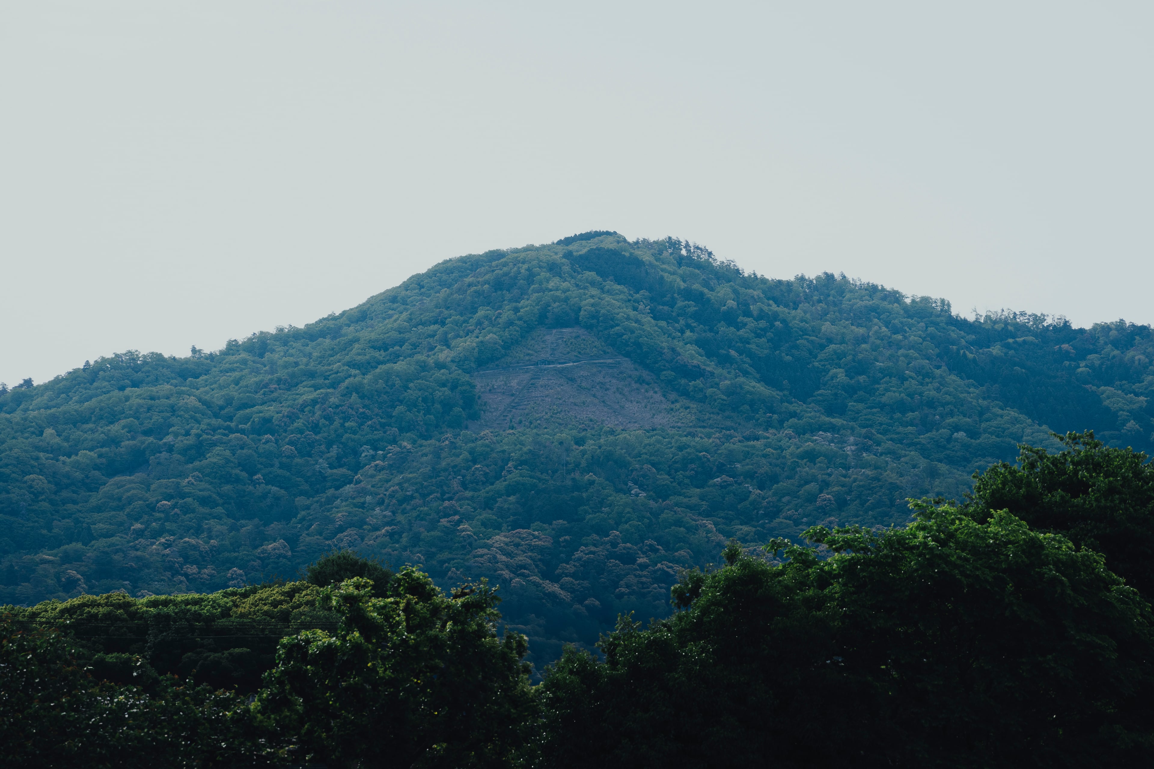 大文字山に息づく、くぬぎ酵母との出合い