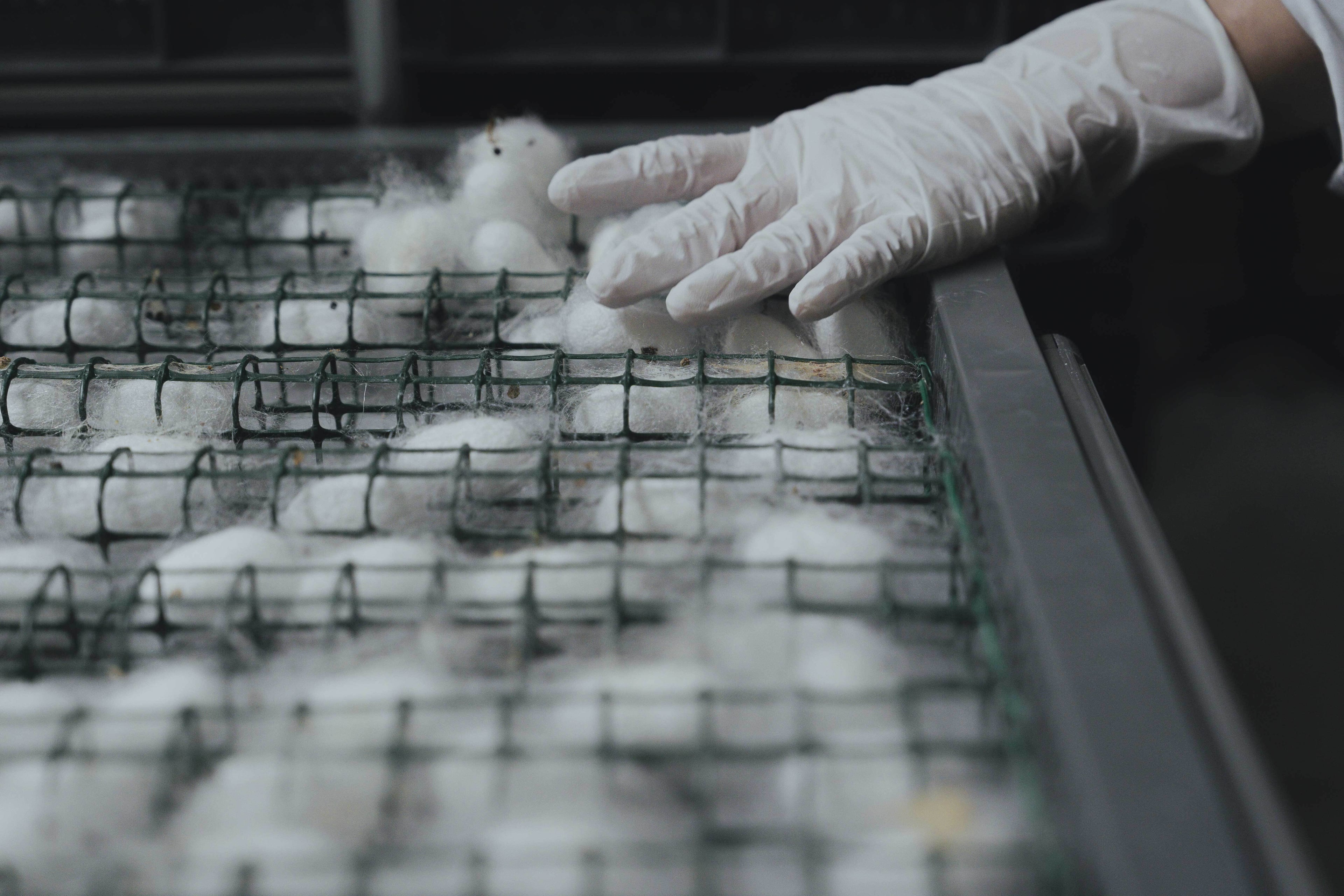 国産繭との出会い