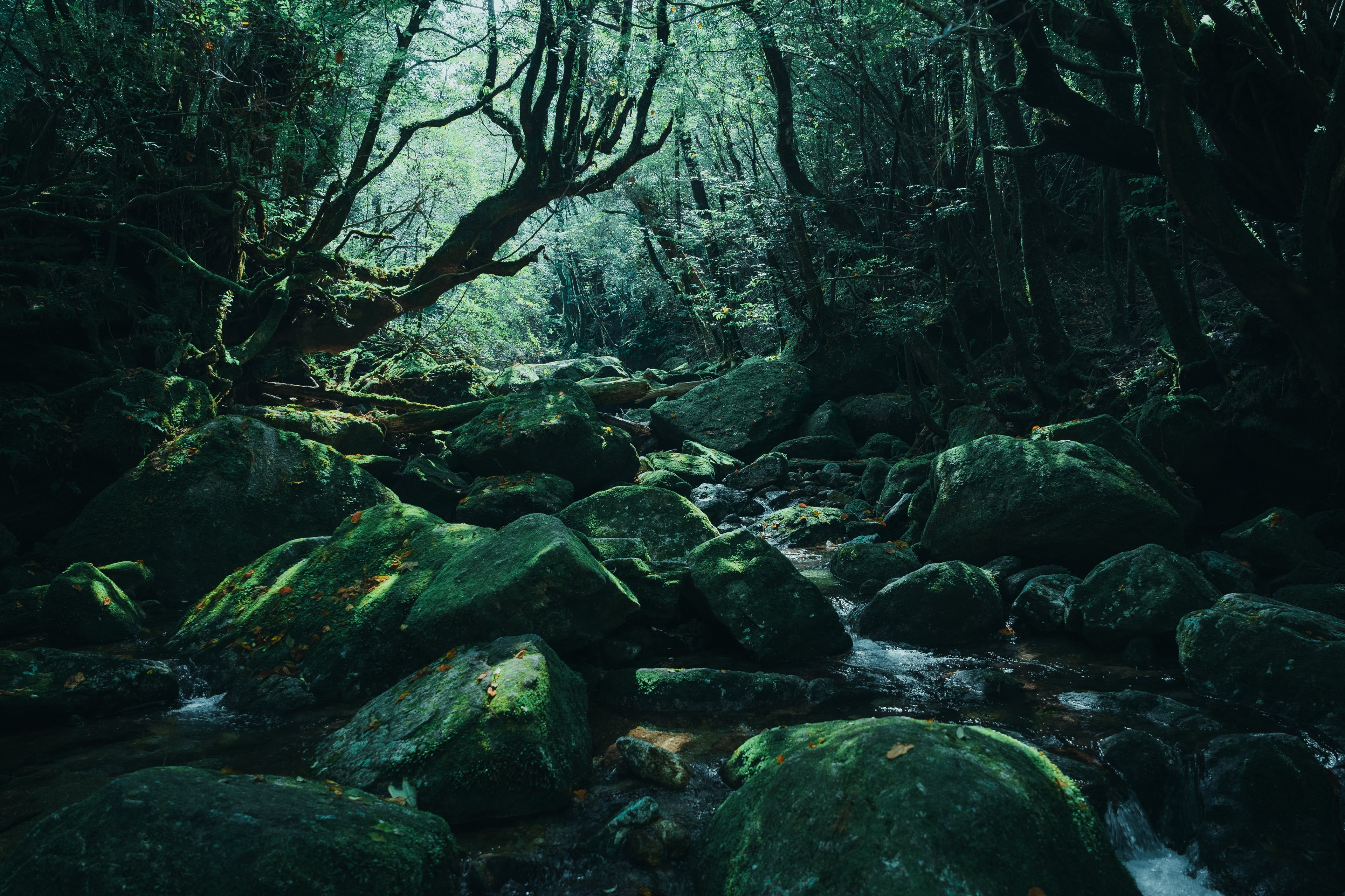 屋久島の森に香るクチナシの秘密